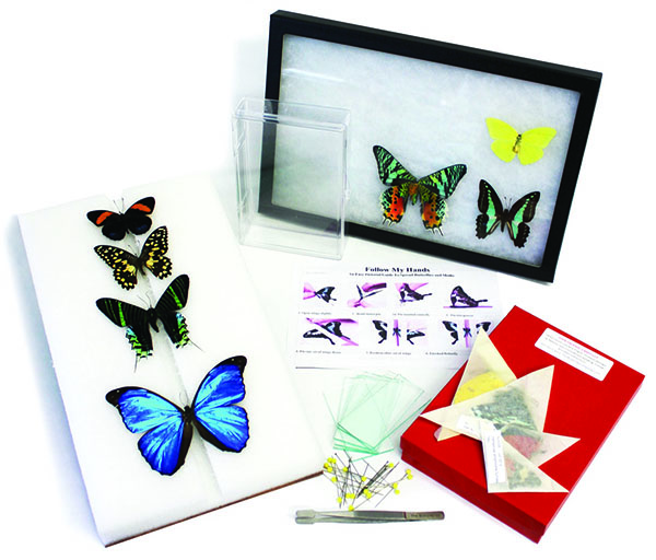 Butterfly Collection Startup Kit
