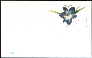U.S. #UX647 Azuillo Flower Postal Card