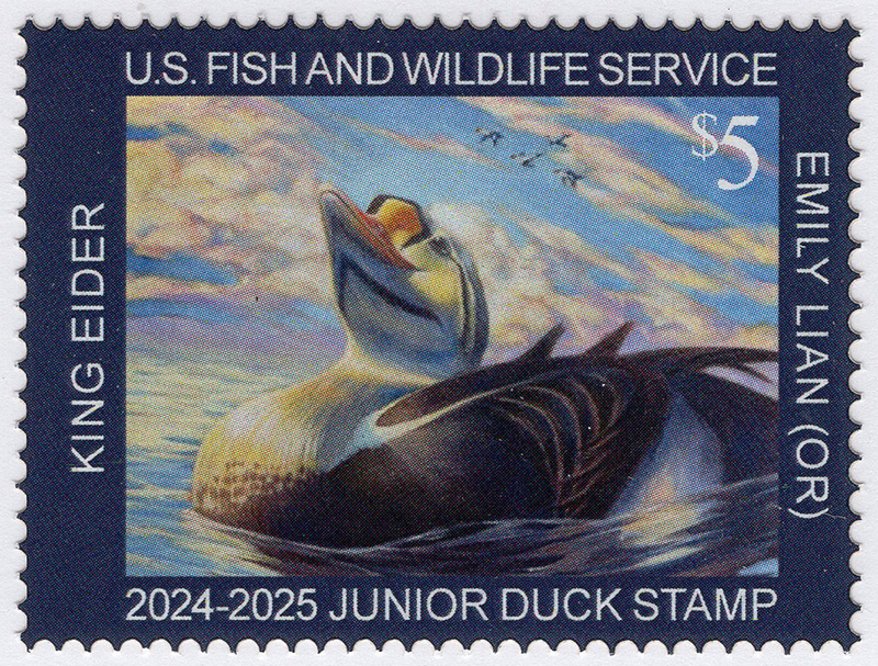 U.S. #JDS32a Junior Duck Stamp 2024 - Inverted Back Printing