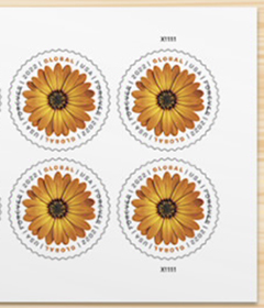 U.S. #5680 Global - African Daisy PNB of 4