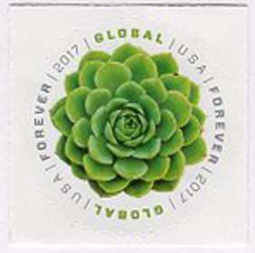 U.S. #5198 Global - Green Succulent-Echeveria
