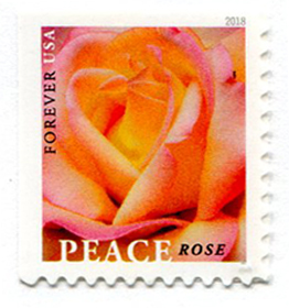 U.S. #5280 Peace Rose