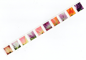 U.S. #5776a Tulip Blossoms, Coil Strip of 10