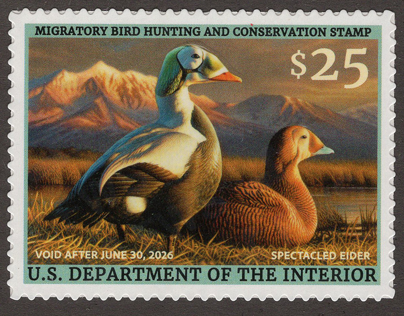 U.S. #RW92 Spectacled Elder 2025 Duck Stamp