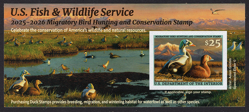 U.S. #RW92A Spectacled Elder 2025 Duck Stamp Pane of One