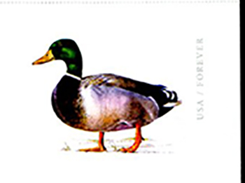 U.S. #UX648 Mallard Duck